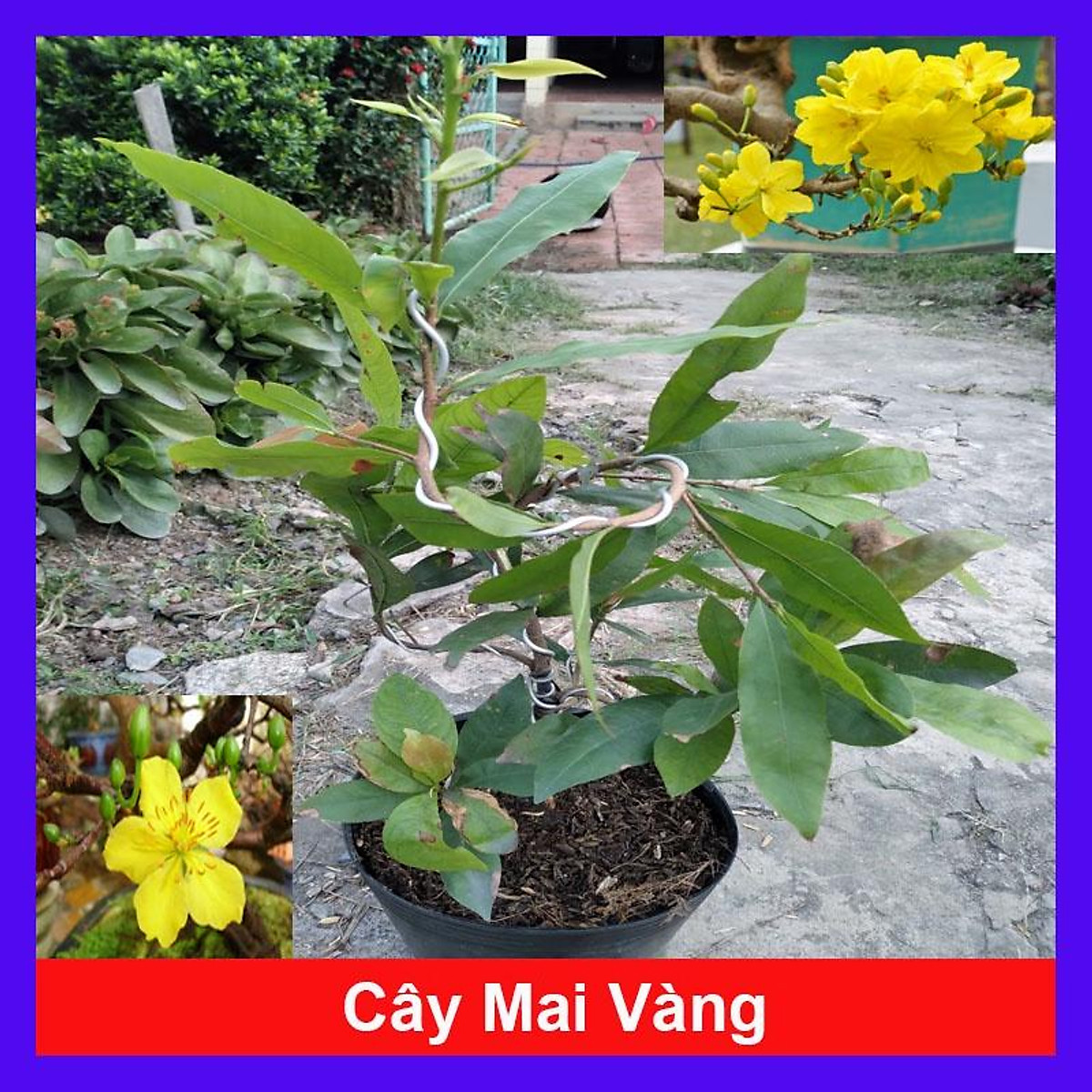 Cây Mai Vàng - cây cảnh để trong nhà + tặng phân bón cho cây