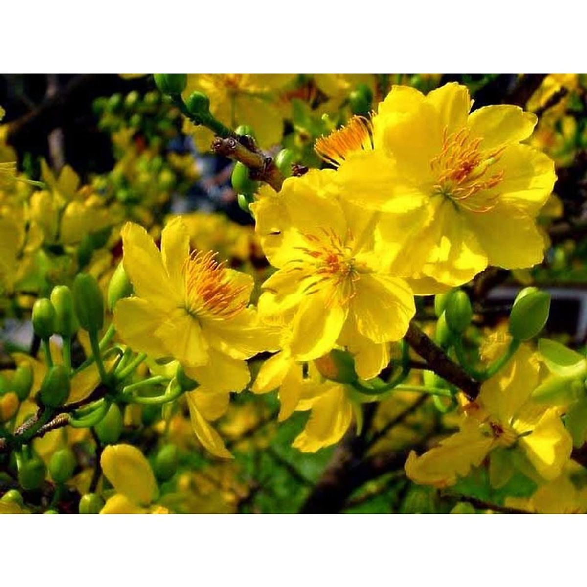 cây hoa mai vàng - Cây cảnh