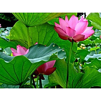 Những loại cây thủy sinh đẹp thích hợp cho bể cá ngoài trời