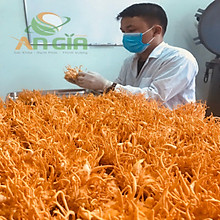 AN GIA CORDYCEPS