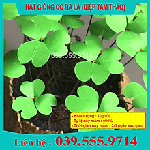 Cửa Hàng Hạt Cỏ Chăn Nuôi 02