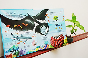 Big Book Of Sea Creatures – Cuốn Sách Khổng Lồ Về Các Loài Động Vật Biển