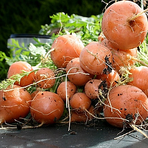 Hạt Giống Cà Rốt Tròn Rado 527