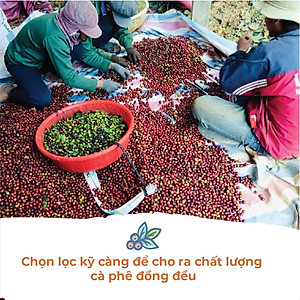 Cà phê Robusta Lâm Đồng rang mộc sạch nguyên chất - Túi 250Gr (Dạng Bột)