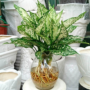 Phân Bón Thông Minh Rynan Flowermate 230 (Hũ 1.36Kg) - Dùng Cho Các Loại Hoa Kiểng Lá (Bonsai, Kim Ngân, Trầu Bà, Sen Súng, Cây Thủy Sinh...)