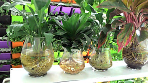 Phân Bón Thông Minh Rynan Flowermate 230 (Hũ 1.36Kg) - Dùng Cho Các Loại Hoa Kiểng Lá (Bonsai, Kim Ngân, Trầu Bà, Sen Súng, Cây Thủy Sinh...)