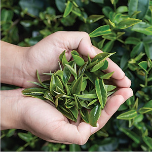 Trà Lài Cầu Đất - Túi 150Gr (Trà Hoa Nhài - Jasmine Tea)