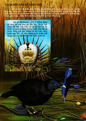 Sách Thế Giới Động Vật Kì Thú - Thế Giới Loài Chim