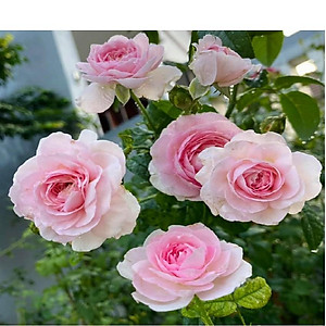 Chế phẩm     Chuyên ủ phân cá, đậu tương, dịch chuối làm phân bón cho hoa, cây trồng..