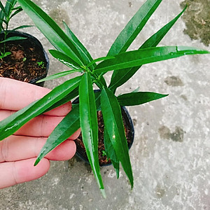 Cây đào tiên Nhật Bản - cây ăn quả - 1 năm ra quả + tặng phân bón