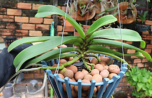 Viên đất sét nung (sỏi nhẹ leca / keramite) popper trồng xương rồng,sen đá, thủy canh, lọc nước THAILAND - 1 lít