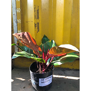 Trầu bà đế vương (đỏ) - cây cảnh để trong nhà + Tặng phân bón cho cây mau lớn