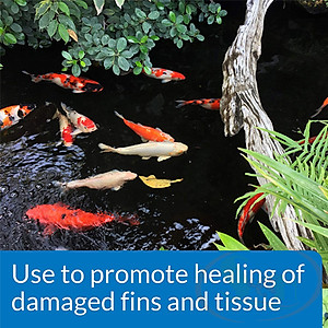 Dung dịch API Pond Melafix xử lý ức chế sát khuẩn dưỡng cá tép thủy sinh cảnh