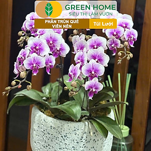 Phân Trùn Quế Viên Nén Greenhome, Lavamix, Túi lưới, Dinh Dưỡng Hữu Cơ, Không Mùi, Tốt Cho Lan, Bonsai, Rau