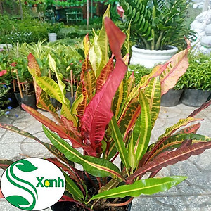 Cây lá màu gia huy - cây cảnh để trong nhà + tặng phân bón cho cây