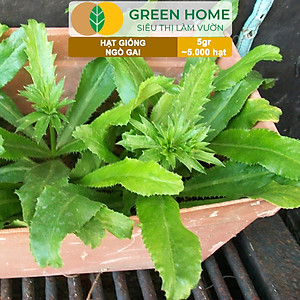 Hạt Giống Ngò Gai Greenhome, Gói 5gr~5000 hạt, Mùi Tàu, Dễ Trồng Quanh Năm, Nảy Mầm Cao, Thu Hoạch Nhanh, Năng Suất Cao G08