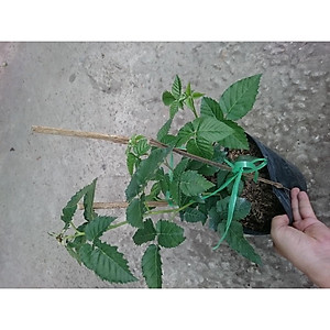 Cây phúc bồn tử ( cây mâm xôi ) - cây cảnh vườn + tặng phân bón cho cây