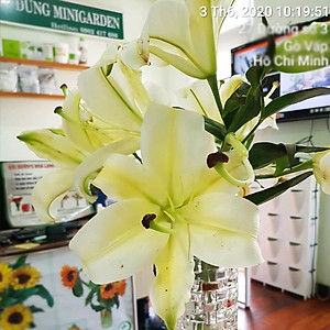 Set 50 gói Bột Dung Dịch Dưỡng Hoa LILY Longlife Nhập khẩu Israel giúp hoa Lily tươi lâu gấp 2 lần, cánh hoa đậm màu và 14 ngày không thay nước cắm hoa (1 gói 5gr pha được 0.5 lít nước) 