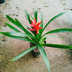 Cây phong lộc - cây cảnh để bàn + tặng phân bón cho cây