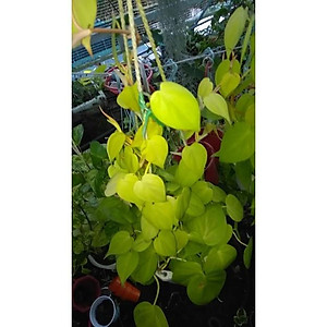 Cây Trầu Bà Tim Vàng - cây cảnh để trong nhà + tặng phân bón cho cây