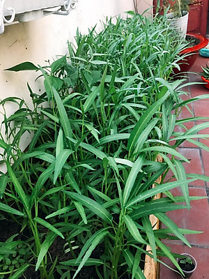 Gói 100gram Hạt Giống Rau Muống Lá Tre Rạng Đông