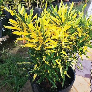 Cây lá màu dây khoan - cây cảnh để trong nhà + tặng phân bón cho cây