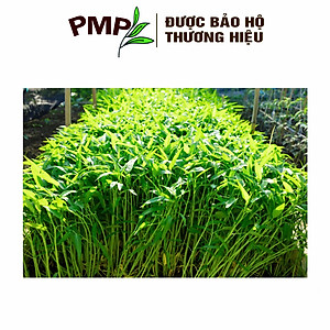 Hạt Giống Rau Muống Lá Tre PMP 10g