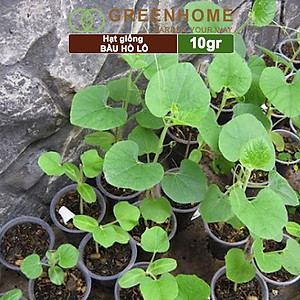 Hạt Giống Bầu Hồ Lô Greenhome, Gói 1g, Dễ Trồng Quanh Năm, Nảy Mầm Cao, Thu Hoạch Nhanh, Năng Suất Cao T11