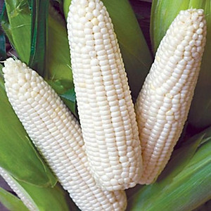 Hạt giống bắp nếp nù trắng - Ngô nếp siêu dẻo VTP127