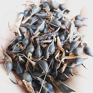 cây giống Trầm Hương (dó bầu) f1 thuần chủng