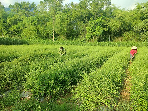 Combo 2 Gói trà mát gan - Xạ đen + Cà gai leo sao vàng hạ thổ - hàng chuẩn của HopHoaCoop