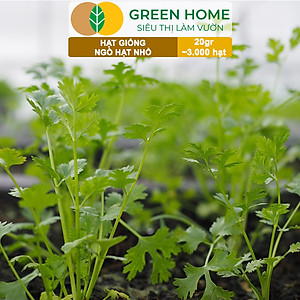 Hạt Giống Gia Vị Greenhome, Nhiều Loại, Trồng Chậu, Dễ Trồng, Chịu Nhiệt, Trồng Quanh Năm, Năng Suất