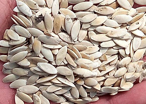 Bộ 2 Gói Hạt Giống Dưa Leo Nhật F1 PN-15 Phú Nông (0.5g / Gói)