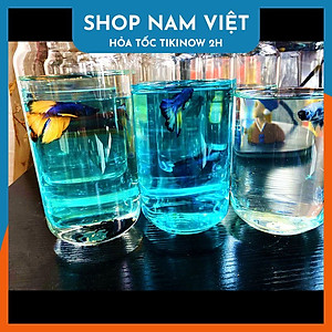 Ly Thủy Tinh Chịu Nhiệt Đựng Cà Phê Cold Brew, Sinh Tố và Các Loại Thức Uống Lạnh