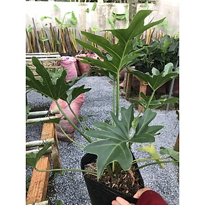 Cây trầu bà cánh phượng - cây cảnh để trong nhà + tặng phân bón cho cây