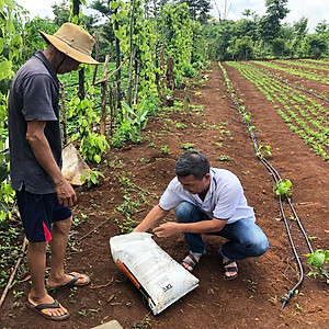 Phân bón hòa tan Israel NPK NovAcid 22-11-11+6MgO+Te giúp thúc cây bung chồi non đồng loạt, tăng kích cở trái thông qua hệ thống tưới nhỏ giọt bón gốc hay phun lên lá 