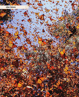 Sách - Amazing Animal Journeys - Những Chuyến Di Cư Và Hành Trình Phi Thường Nhất! - Bìa Cứng