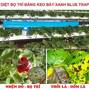 Combo 20m Keo Bẫy Bọ Trĩ, Bẫy Côn Trùng Nông Nghiệp màu vàng 2 Mặt, nhập khẩu Israel, 6 tháng chịu mưa nắng
