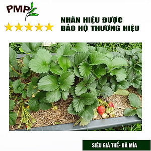 Giá Thể Trồng Cây PMP Siêu Giá Thể Bã Mía SUMI, Chuyên Dụng Cho Trồng Hoa Hồng, Hoa Lan, Rau Sạch (250g - 2dm3)