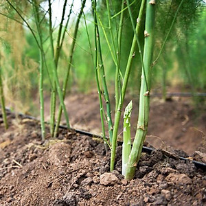 Hạt Giống Măng Tây Xanh Rado 636 0.2gr - RẠNG ĐÔNG - năng suất ổn định 1 năm (sau gieo) và có thể kéo dài từ 2-3 năm