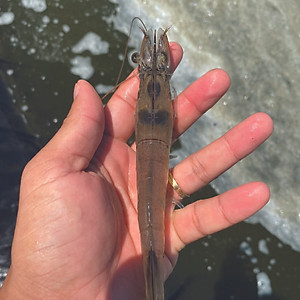 Kháng sinh chuyên trị ký sinh trùng cho tôm cá AQUA PRAZI (Dạng bột)