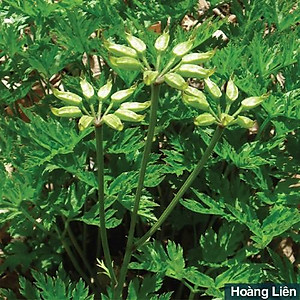 Viên uống Đại tràng Bảo Nguyên 50 viên (Sắc Ngọc Khang)