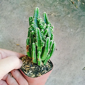 Xương Rồng Thanh Sơn - cây cảnh để bàn