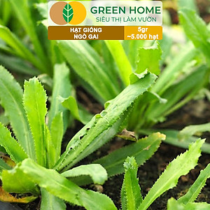 Hạt Giống Ngò Gai Greenhome, Gói 5gr~5000 hạt, Mùi Tàu, Dễ Trồng Quanh Năm, Nảy Mầm Cao, Thu Hoạch Nhanh, Năng Suất Cao G08