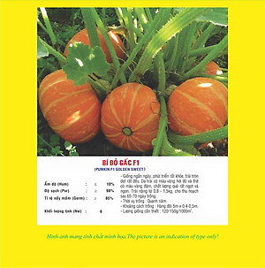 Hạt giống bí đỏ gấc F1 - Bí Mặt Trời F1 VTP10