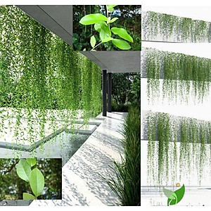 Cây cúc tần ấn độ - cây cảnh vườn + tặng phân bón cho cây