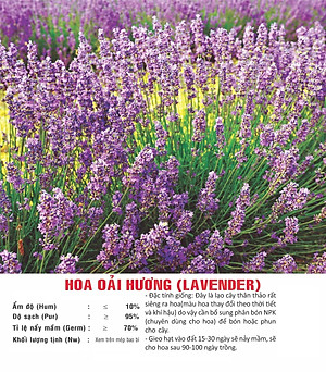 Hạt giống Hoa Oải Hương - Lavender VTP83