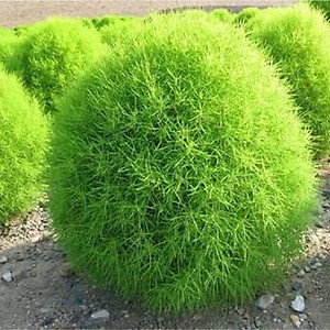 Hạt giống Cỏ Đổi Màu Hà Lan VTS145