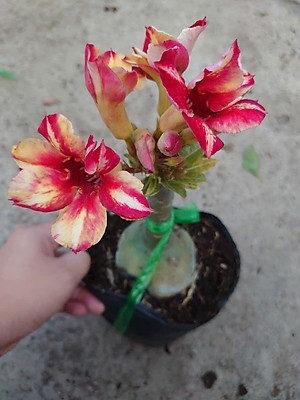 Cây Hoa Sứ Thái Ghép (giao màu ngẫu nhiên)