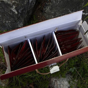 Thực phẩm tốt cho sức khỏe: Nước Uống tinh chất Nhân Sâm CHEONGO Gold (CAO THIÊN SÂM) Hộp 30 gói x 50ml